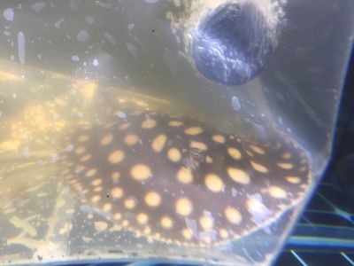 魟魚吃完食趴著不動呼吸急促：魟魚吃完食后出現(xiàn)呼吸急促的癥狀可能是多種因素引起的 魟魚吃完食趴著不動呼吸急促：魟魚吃完食后出現(xiàn)呼吸急促的癥狀可能是多種因素引起的 魟魚百科 第3張