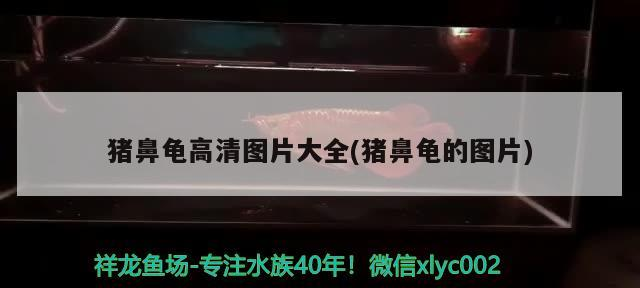 豬鼻龜高清圖片大全(豬鼻龜的圖片)