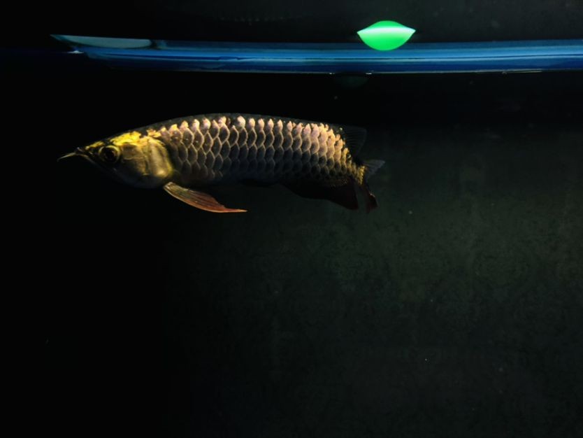 襄陽魚缸定制店電話多少（襄陽哪里賣水缸）