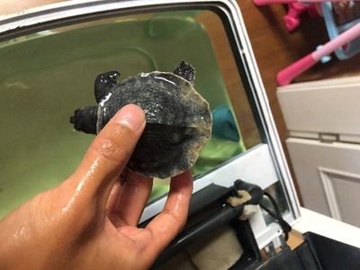 豬鼻龜腐甲后會留下痕跡嗎:如何預防豬鼻龜腐甲病 豬鼻龜百科 第4張 豬鼻龜腐甲后會留下痕跡嗎:如何預防豬鼻龜腐甲病 豬鼻龜腐甲后會留下痕跡嗎:如何預防豬鼻龜腐甲病 豬鼻龜百科 第4張