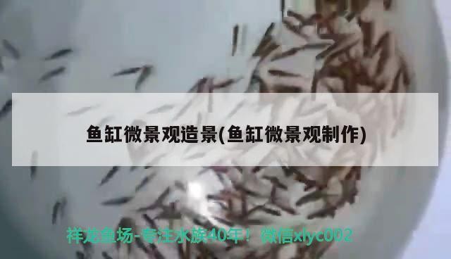 魚缸微景觀造景(魚缸微景觀制作)