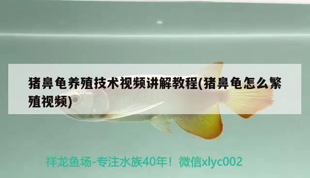豬鼻龜養(yǎng)殖技術視頻講解教程(豬鼻龜怎么繁殖視頻) 豬鼻龜養(yǎng)殖技術視頻講解教程(豬鼻龜怎么繁殖視頻) 豬鼻龜百科
