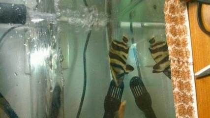 印尼虎魚養殖技術視頻：印尼虎魚養殖技術 印尼虎魚養殖技術視頻：印尼虎魚養殖技術 虎魚百科 第2張