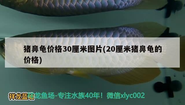 豬鼻龜價格30厘米圖片(20厘米豬鼻龜?shù)膬r格) 豬鼻龜價格30厘米圖片(20厘米豬鼻龜?shù)膬r格) 豬鼻龜百科