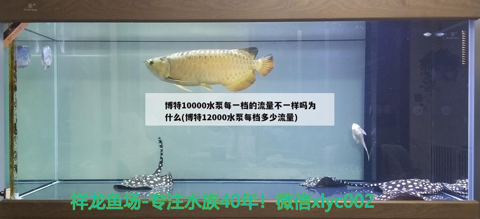 魚缸用增氧泵價格是多少:魚缸增氧機(jī)-xtrac增氧機(jī)-xtrac增氧機(jī) 博特10000水泵每一檔的流量不一樣嗎為什么(博特12000水泵每檔多少流量) 博特水族 博特10000水泵每一檔的流量不一樣嗎為什么(博特12000水泵每檔多少流量) 博特10000水泵每一檔的流量不一樣嗎為什么(博特12000水泵每檔多少流量) 博特水族