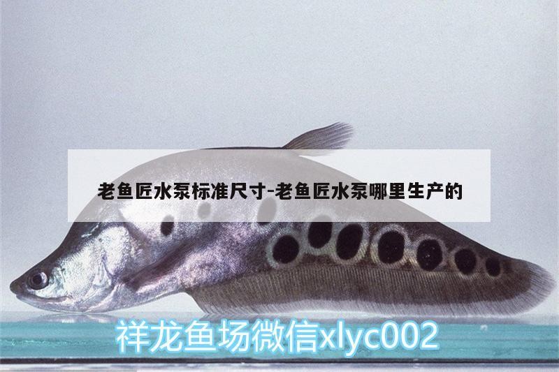 龍魚干蝦有營養嗎 老魚匠水泵標準尺寸:老魚匠水泵哪里生產的 老魚匠 老魚匠水泵標準尺寸:老魚匠水泵哪里生產的 老魚匠水泵標準尺寸:老魚匠水泵哪里生產的 老魚匠