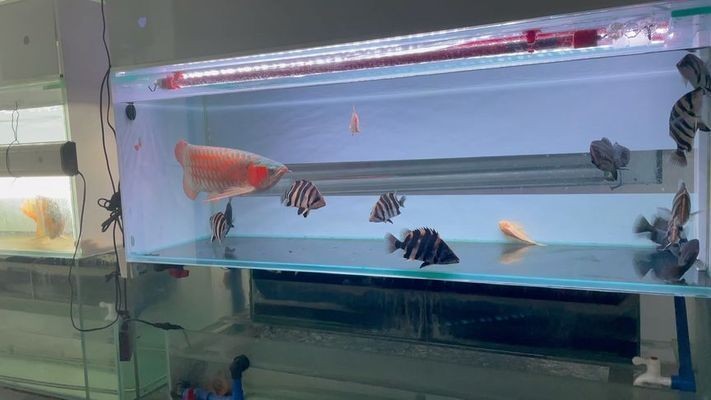 博特水泵一股一股出水的味道正常嗎怎么回事：博特水泵一股一股出水的味道正常嗎