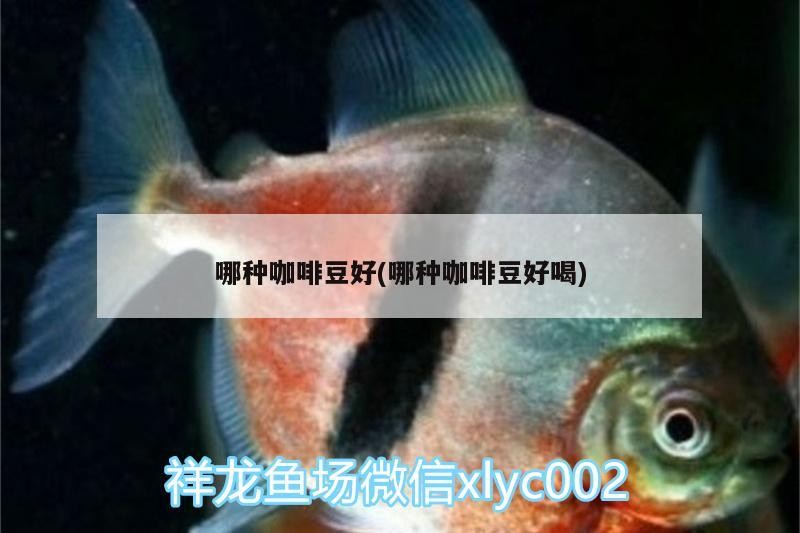 魚缸用增氧泵價格是多少:魚缸增氧機-xtrac增氧機-xtrac增氧機 哪種咖啡豆好(哪種咖啡豆好喝) 馬來西亞咖啡 哪種咖啡豆好(哪種咖啡豆好喝) 哪種咖啡豆好(哪種咖啡豆好喝) 馬來西亞咖啡