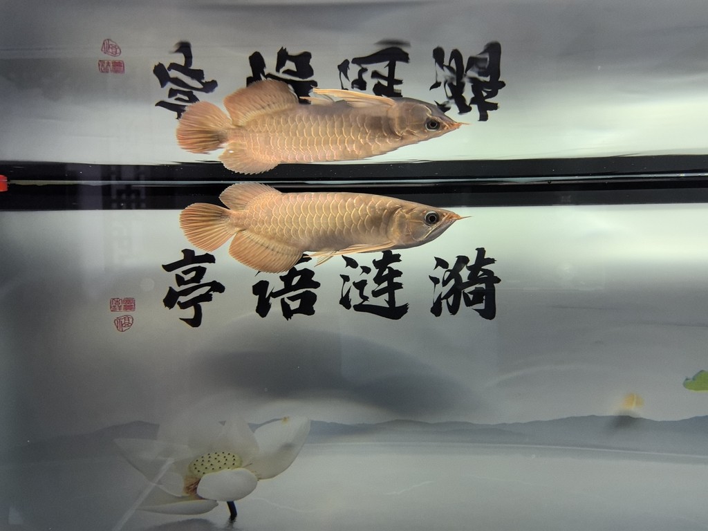 有名的魚(yú)缸品牌（有名的魚(yú)缸品牌有哪些）
