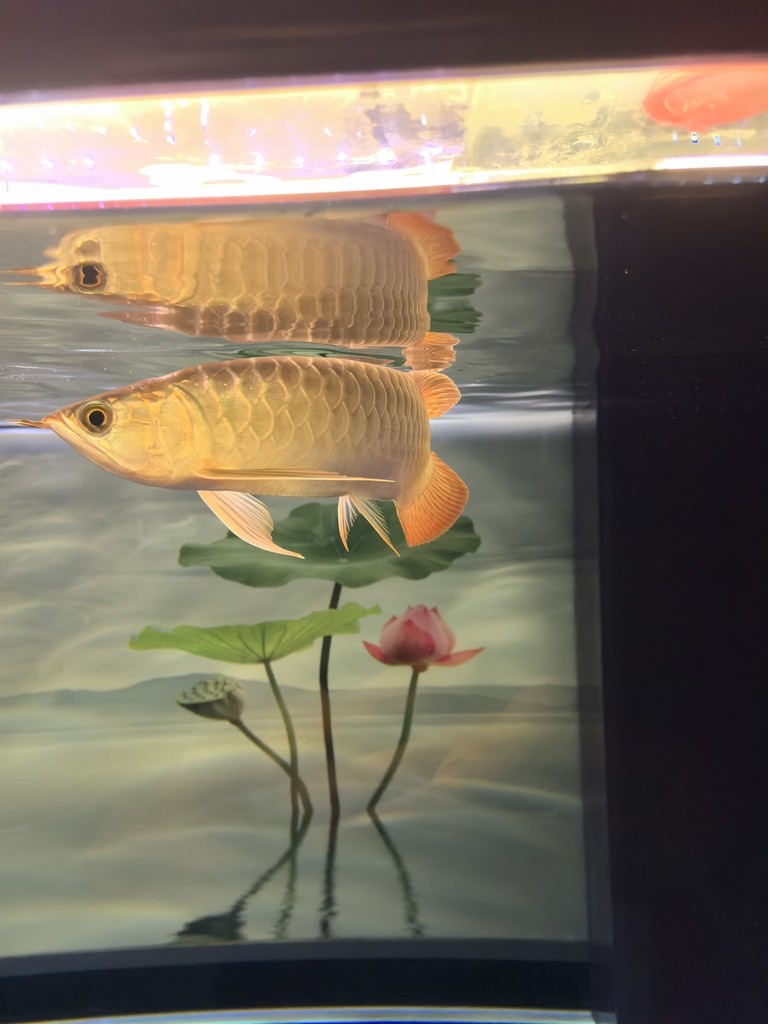 有名的魚(yú)缸品牌（有名的魚(yú)缸品牌有哪些）