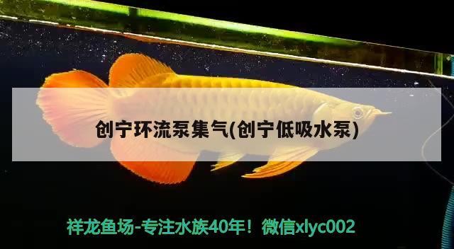 創寧環流泵集氣(創寧低吸水泵)