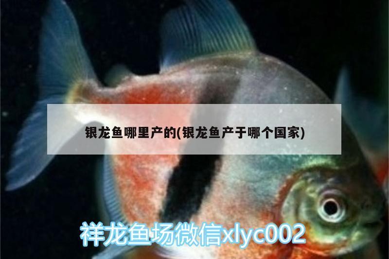 銀龍魚哪里產(chǎn)的(銀龍魚產(chǎn)于哪個(gè)國家)