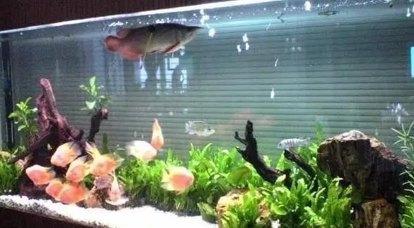 金龍魚繁殖環境噪音控制方法：金龍魚的繁殖環境噪音控制方法
