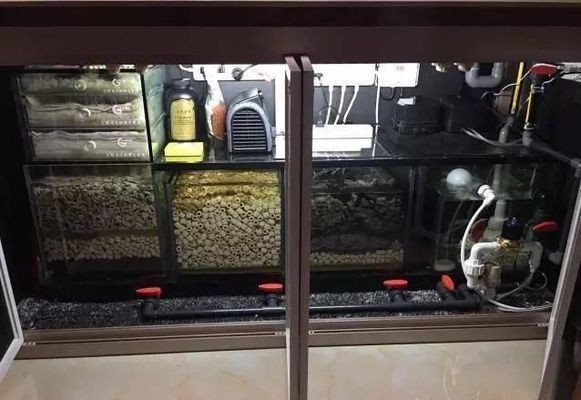金龍魚繁殖環境噪音控制方法：金龍魚的繁殖環境噪音控制方法