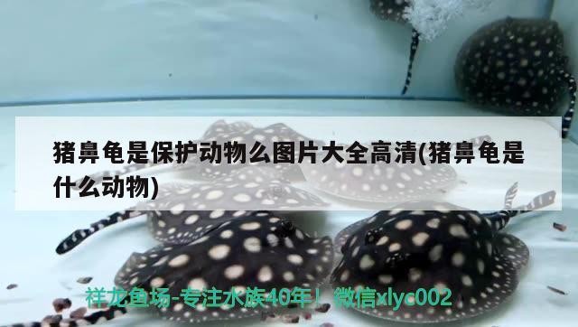 豬鼻龜是保護動物么圖片大全高清(豬鼻龜是什么動物)