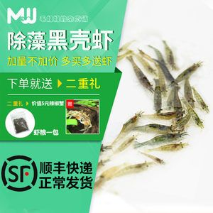 觀賞魚(yú)專(zhuān)用（觀賞魚(yú)的養(yǎng)護(hù)）