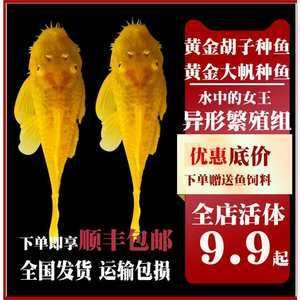 觀賞魚(yú)專(zhuān)用（觀賞魚(yú)的養(yǎng)護(hù)）