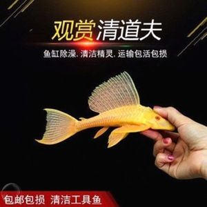 觀賞魚(yú)專(zhuān)用（觀賞魚(yú)的養(yǎng)護(hù)）