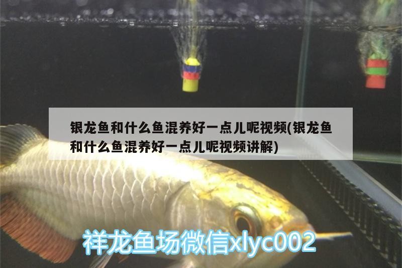 銀龍魚和什么魚混養好一點兒呢視頻(銀龍魚和什么魚混養好一點兒呢視頻講解)