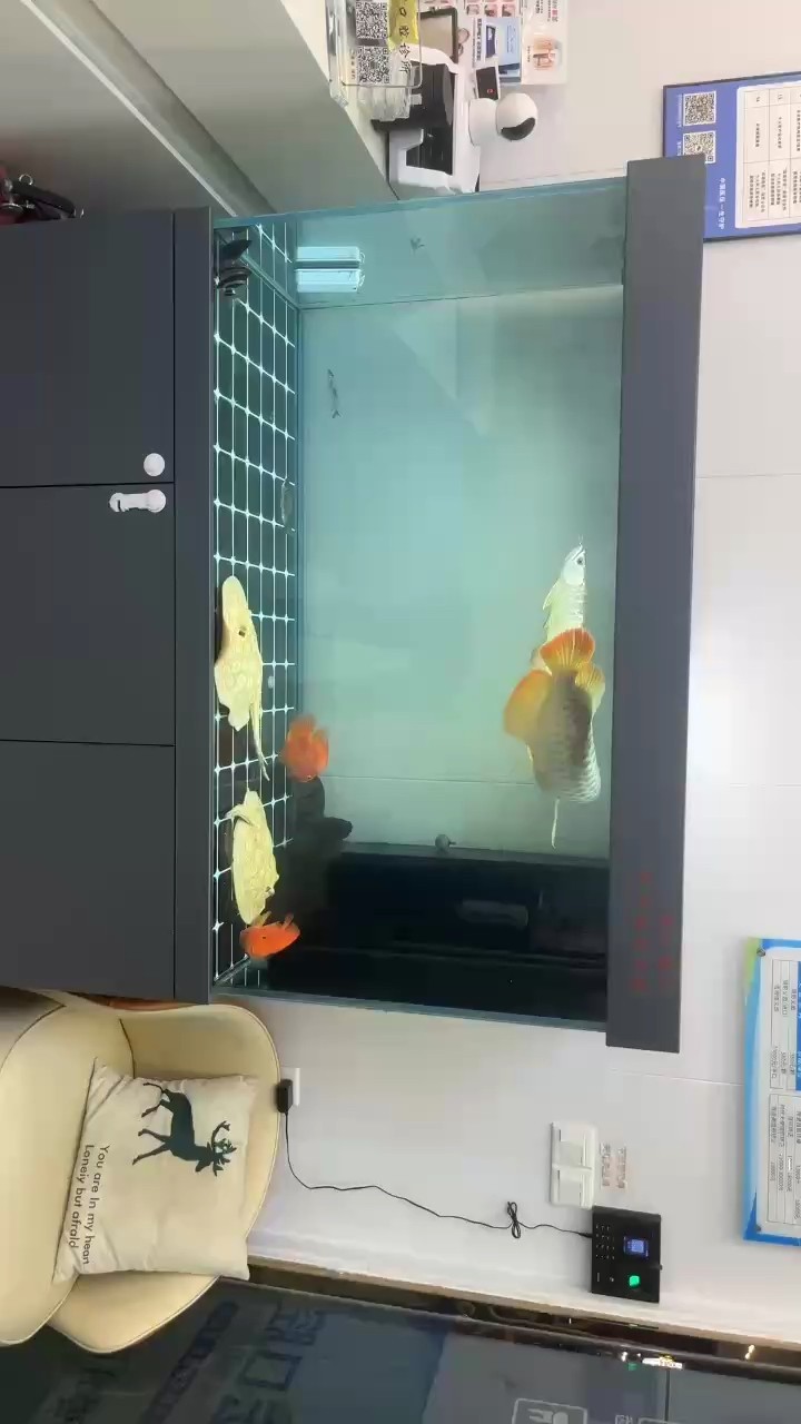 龍魚干蝦有營養嗎 繞了一個晚上了 龍魚論壇 繞了一個晚上了 繞了一個晚上了 龍魚論壇