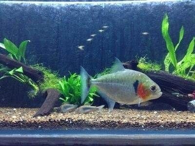 養一條虎魚需要加氧嗎：養一條虎魚需要加氧嗎養一條虎魚需要加氧嗎 養一條虎魚需要加氧嗎：養一條虎魚需要加氧嗎養一條虎魚需要加氧嗎 虎魚百科 第1張