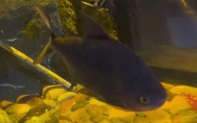虎魚食用價值有哪些：虎魚的食用價值和食用價值有哪些虎魚食用價值有哪些