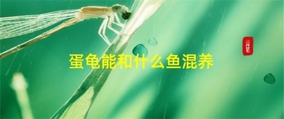 龍魚凍傷搶救 龍魚凍傷搶救 龍魚百科 第2張