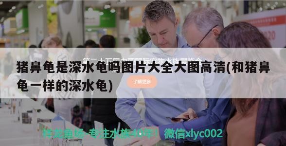 豬鼻龜是深水龜嗎圖片大全大圖高清(和豬鼻龜一樣的深水龜)