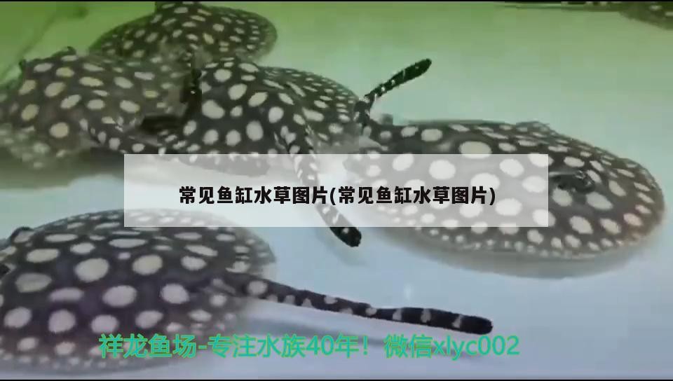 黃金首飾和黃金首飾有什么區別？（黃金和黃金首飾有什么區別，）