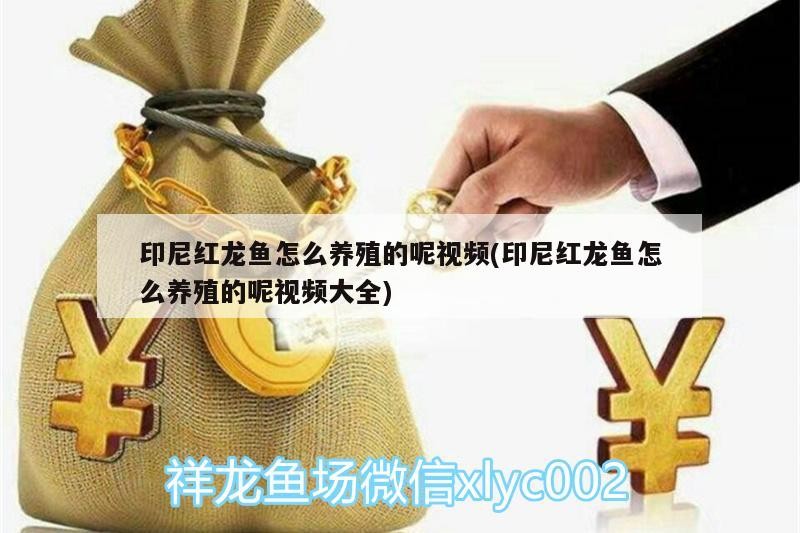印尼紅龍魚怎么養殖的呢視頻(印尼紅龍魚怎么養殖的呢視頻大全)
