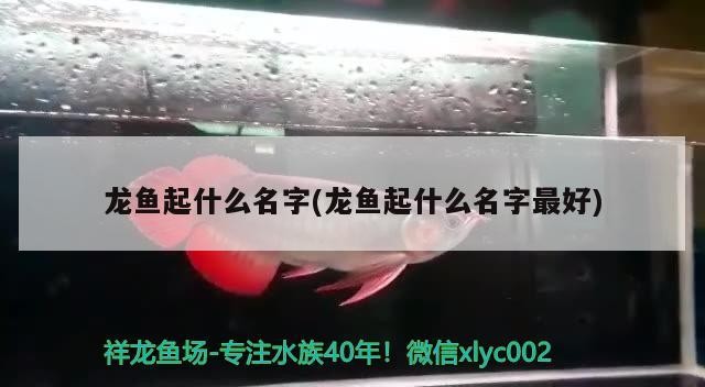 龍魚起什么名字(龍魚起什么名字最好)