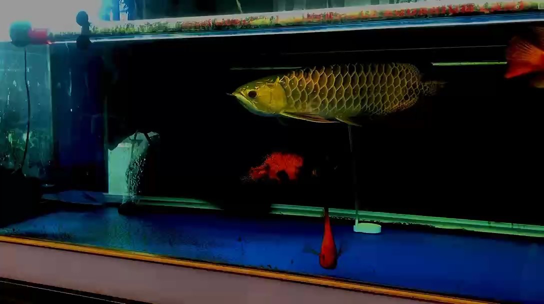 2年了沒怎么搭理拿出來曬曬吧 2年了沒怎么搭理拿出來曬曬吧 龍魚論壇