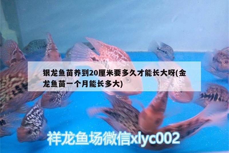 銀龍魚苗養到20厘米要多久才能長大呀(金龍魚苗一個月能長多大)