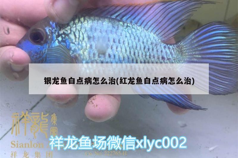 魚缸過濾器選購指南:自制魚缸過濾器魚缸上置過濾器對于養魚愛好者的必備知識 銀龍魚白點病怎么治(紅龍魚白點病怎么治) 銀龍魚百科 銀龍魚白點病怎么治(紅龍魚白點病怎么治) 銀龍魚白點病怎么治(紅龍魚白點病怎么治) 銀龍魚百科