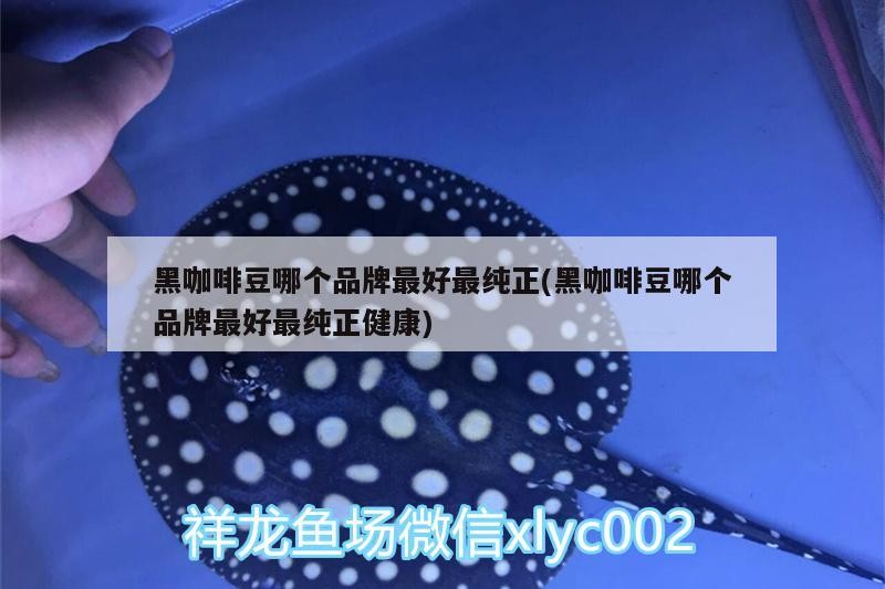 黑咖啡豆哪個(gè)品牌最好最純正(黑咖啡豆哪個(gè)品牌最好最純正健康) 黑咖啡豆哪個(gè)品牌最好最純正(黑咖啡豆哪個(gè)品牌最好最純正健康) 馬來西亞咖啡
