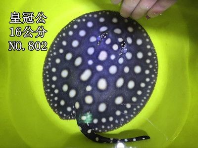 皇冠魟魚多少錢：關(guān)于皇冠魟魚的價格 皇冠魟魚多少錢：關(guān)于皇冠魟魚的價格 魟魚百科 第3張