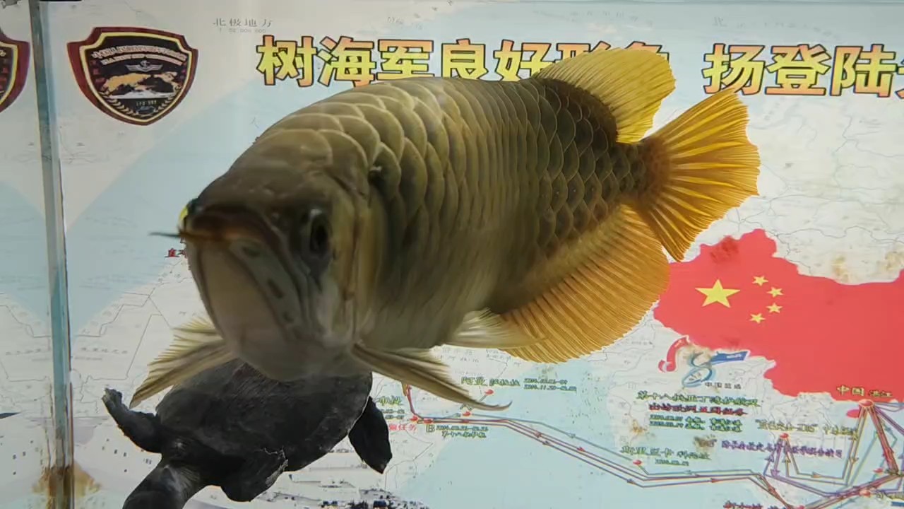是不是太肥了？