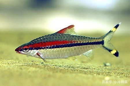1米魚缸養什么魚好養：一米魚缸中飼養的易于養護的魚類：錦鯉不僅漂亮，還具有吉祥寓意