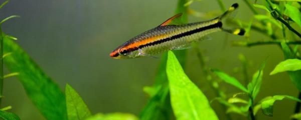 1米魚缸養什么魚好養：一米魚缸中飼養的易于養護的魚類：錦鯉不僅漂亮，還具有吉祥寓意