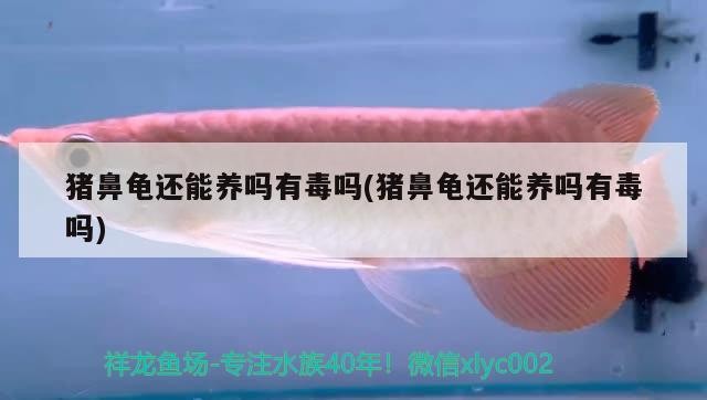 豬鼻龜還能養(yǎng)嗎有毒嗎(豬鼻龜還能養(yǎng)嗎有毒嗎) 豬鼻龜還能養(yǎng)嗎有毒嗎(豬鼻龜還能養(yǎng)嗎有毒嗎) 豬鼻龜百科