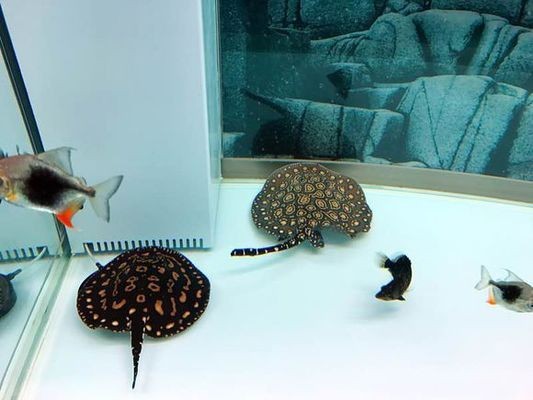 淄博生態(tài)魚缸批發(fā)市場在哪里進(jìn)貨便宜些（淄博生態(tài)魚缸批發(fā)市場在哪里進(jìn)貨便宜些呢） 淄博生態(tài)魚缸批發(fā)市場在哪里進(jìn)貨便宜些（淄博生態(tài)魚缸批發(fā)市場在哪里進(jìn)貨便宜些呢） 觀賞魚百科
