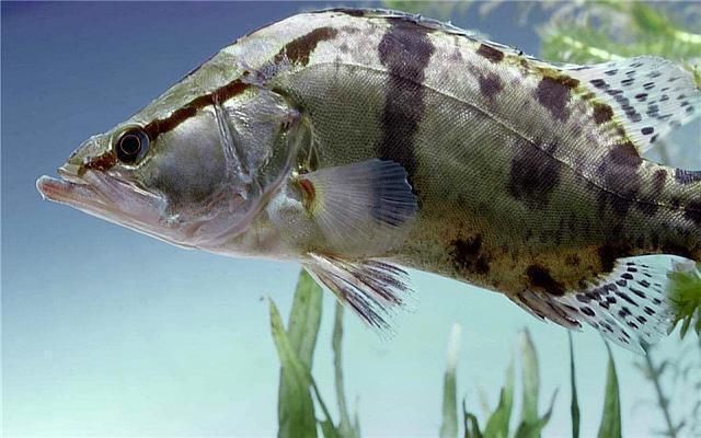 魟魚剪尾會不會長大：魟魚剪尾后會不會長大 魟魚剪尾會不會長大：魟魚剪尾后會不會長大 魟魚百科 第2張