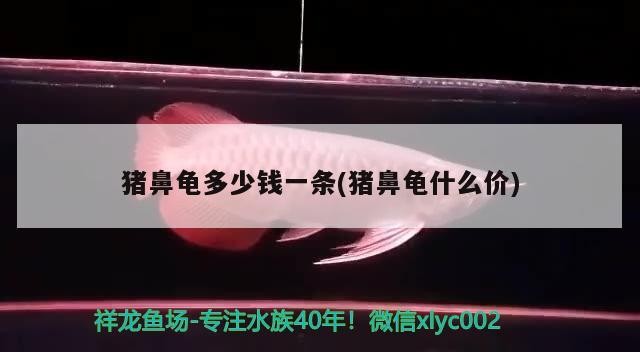 豬鼻龜多少錢一條(豬鼻龜什么價(jià))