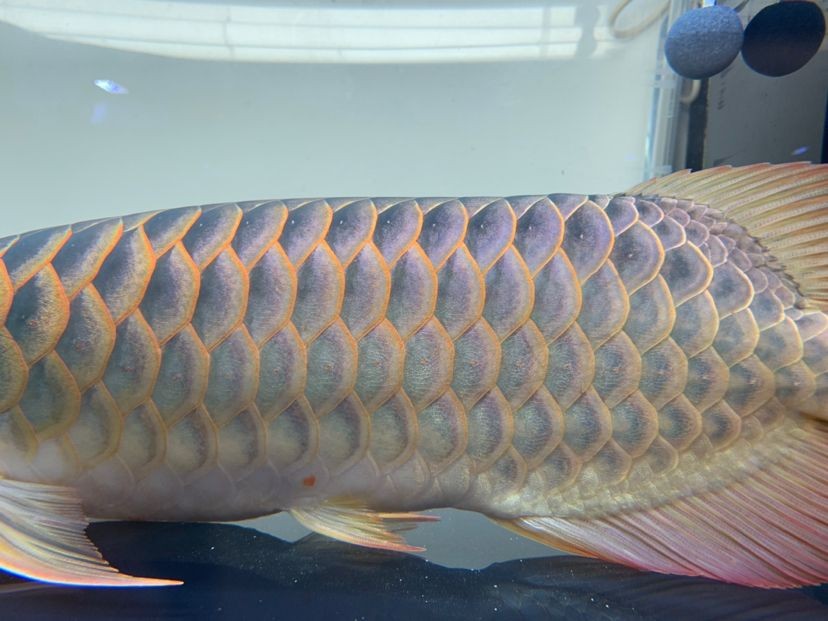 龍魚的水怎么養才好看