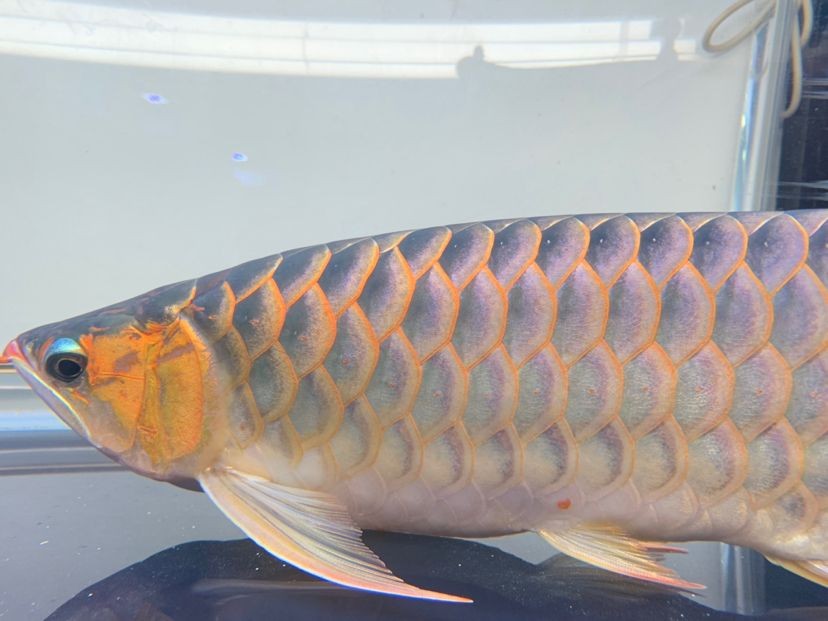 龍魚的水怎么養才好看