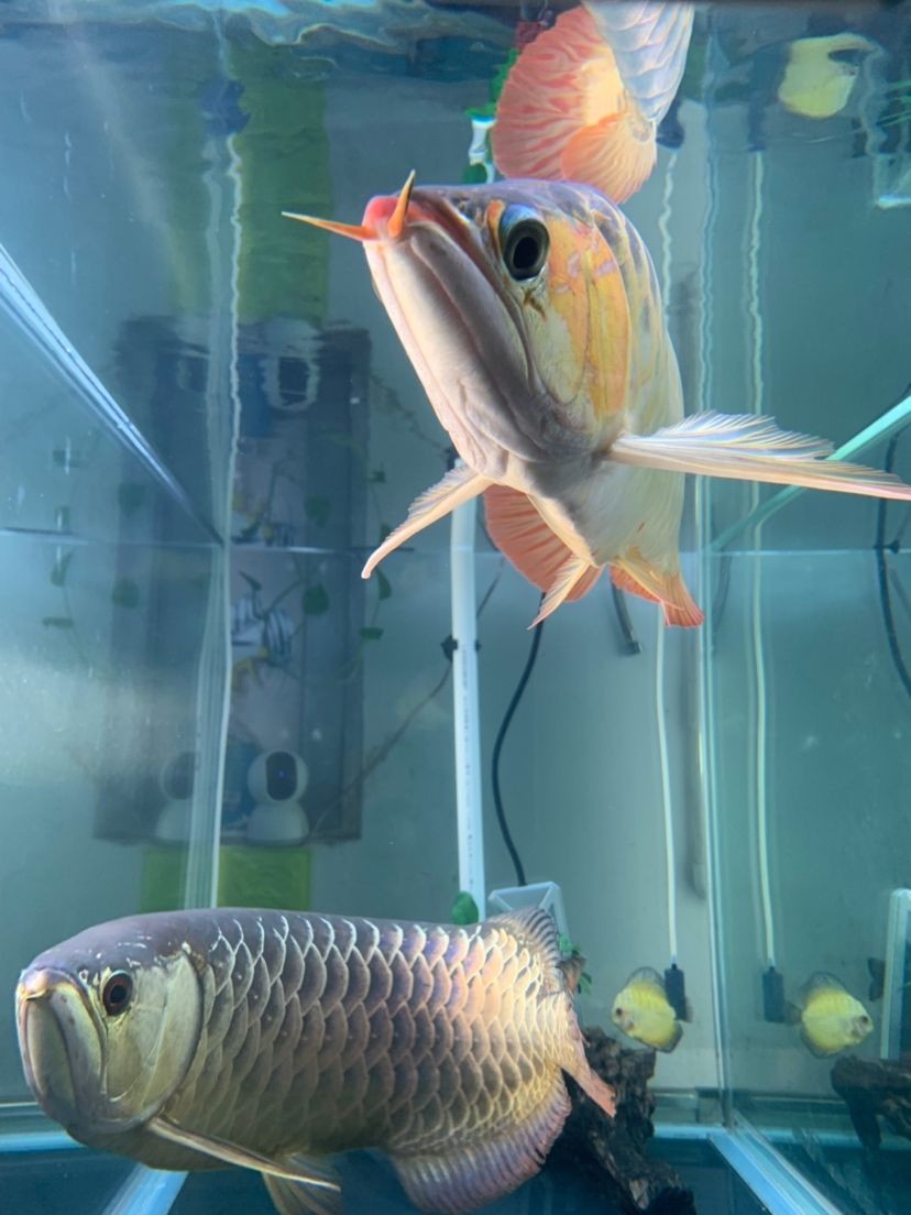 龍魚的水怎么養(yǎng)才好看