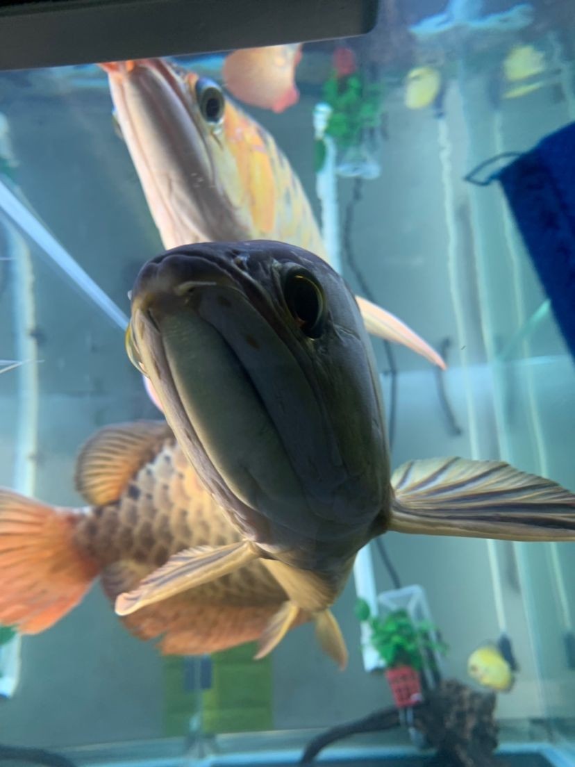 龍魚的水怎么養(yǎng)才好看