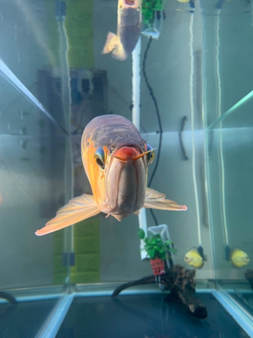 龍魚的水怎么養(yǎng)才好看