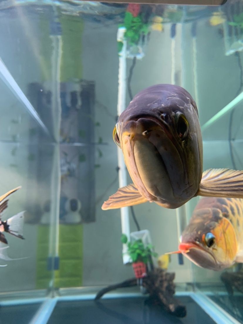 龍魚的水怎么養(yǎng)才好看