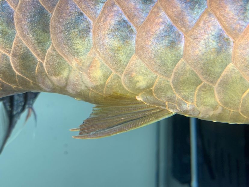 龍魚的水怎么養(yǎng)才好看